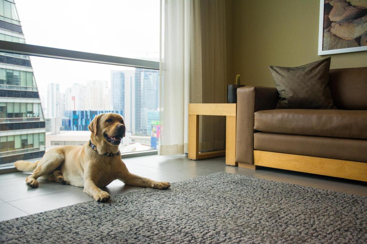 Stadia Suites Mexico City Santa Fe Buitenkant foto A dog on a carpet